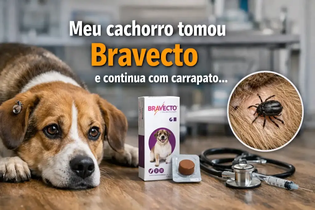 Cão com olhar triste, deitado, bravecto ao lado, carrapato